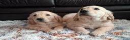 Golden Retriever dogs for sale: 1 KC girl ready for a new home! - Advert 6
