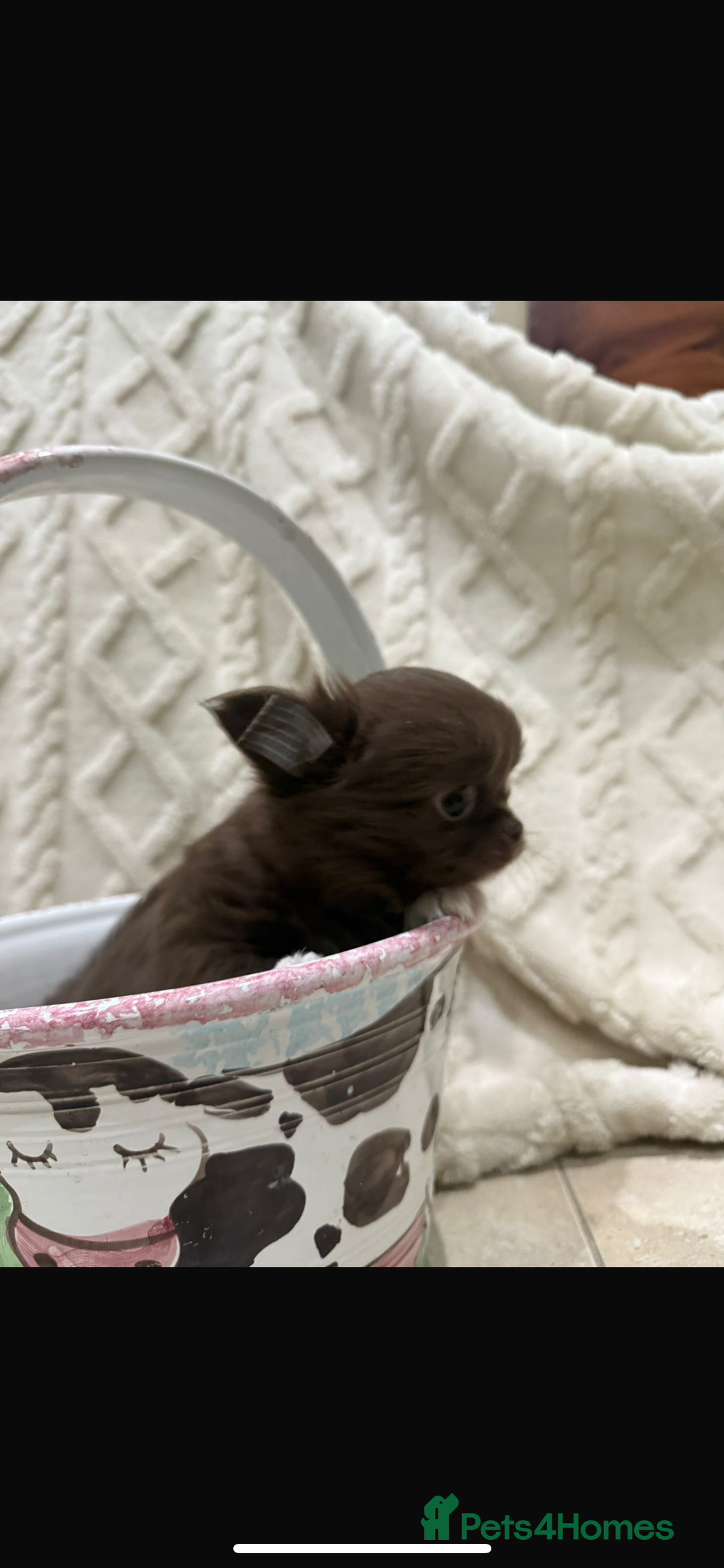 Chihuahua dogs for sale: Russian/Thai Chihuahua  - Advert 9