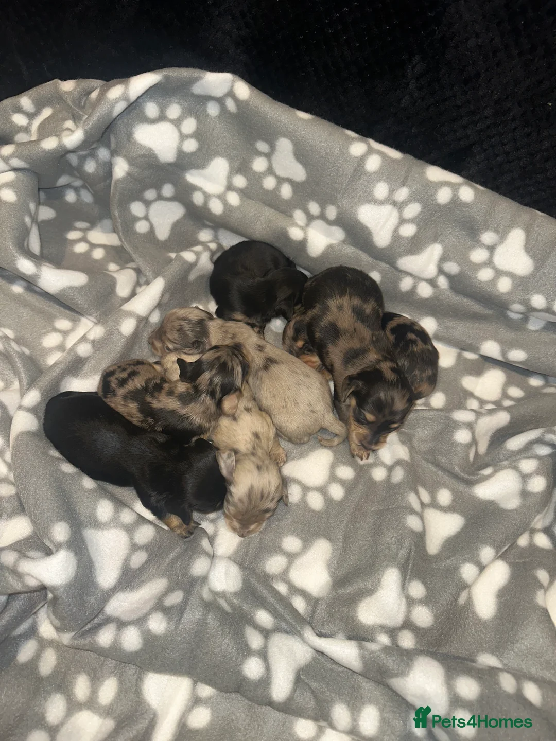 Miniature Dachshund dogs for sale: Mini long hair dachshund  - Advert 2