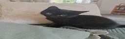 Mixed Breed cats for sale: FEMALE BLACK KITTEN READY TO LEAVE  - Advert 1