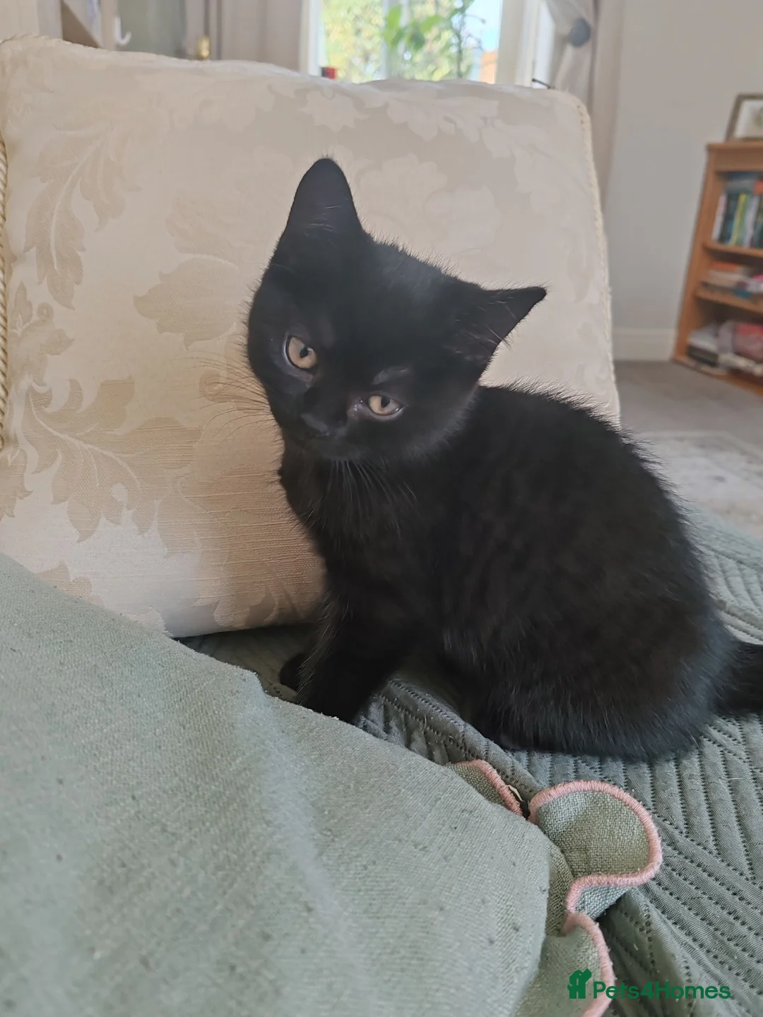 Mixed Breed cats for sale: FEMALE BLACK KITTEN READY TO LEAVE  - Advert 1