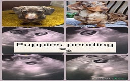 Miniature Dachshund dogs for sale: Miniature dachshund  - Image 13