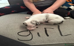 Lurcher dogs for sale: Collie,whippet,greyhound/saluki,bull,greyhound  - Image 3