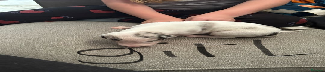 Lurcher Puppy 2