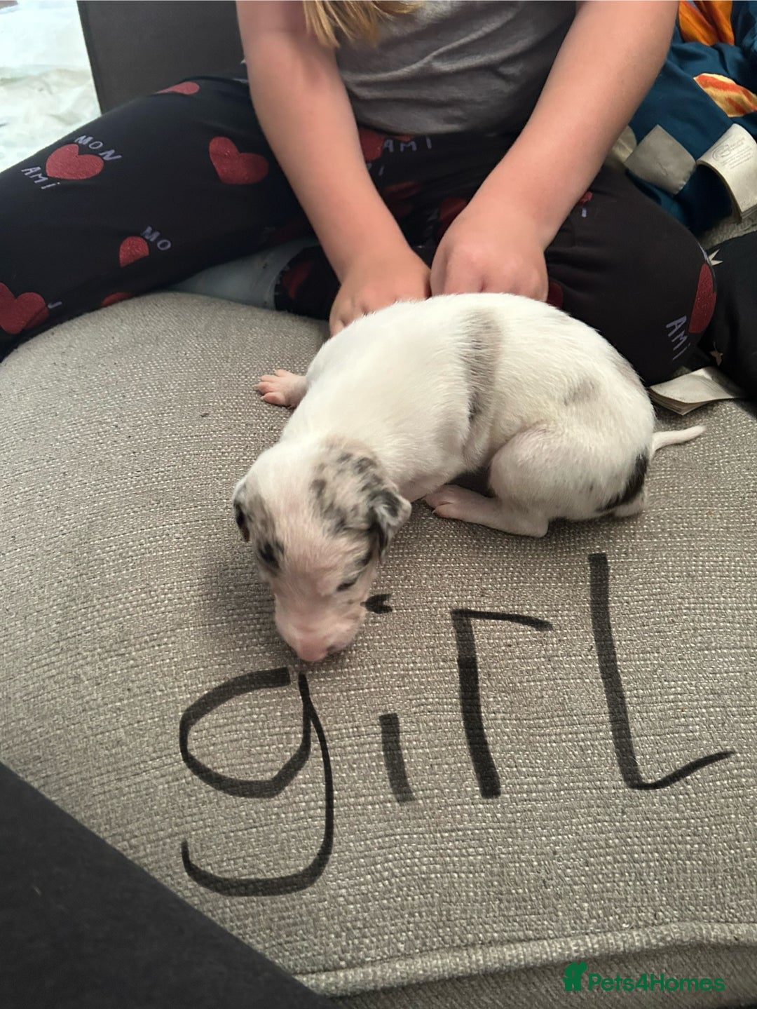 Lurcher dogs for sale: Collie,whippet,greyhound/saluki,bull,greyhound  - Image 3