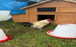 Chickens poultry for sale: 4 VERY HANDSOME HAND REARED SILKY MIX COCKERELS  - Image 5