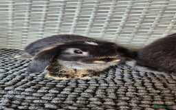 Mini Lop rabbits for sale: Mini Lop Baby Bunnies  - Image 11
