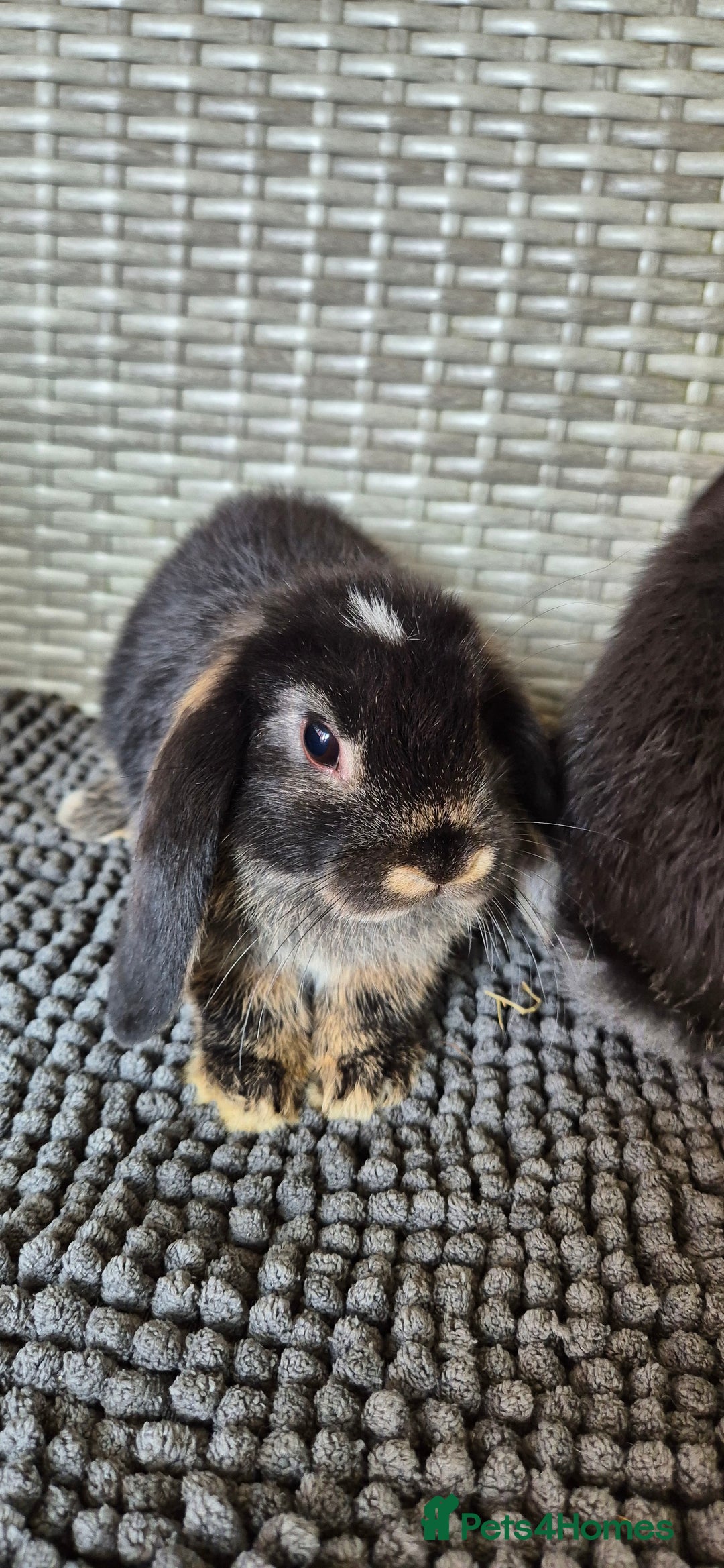 Mini Lop rabbits for sale: Mini Lop Baby Bunnies  - Image 11