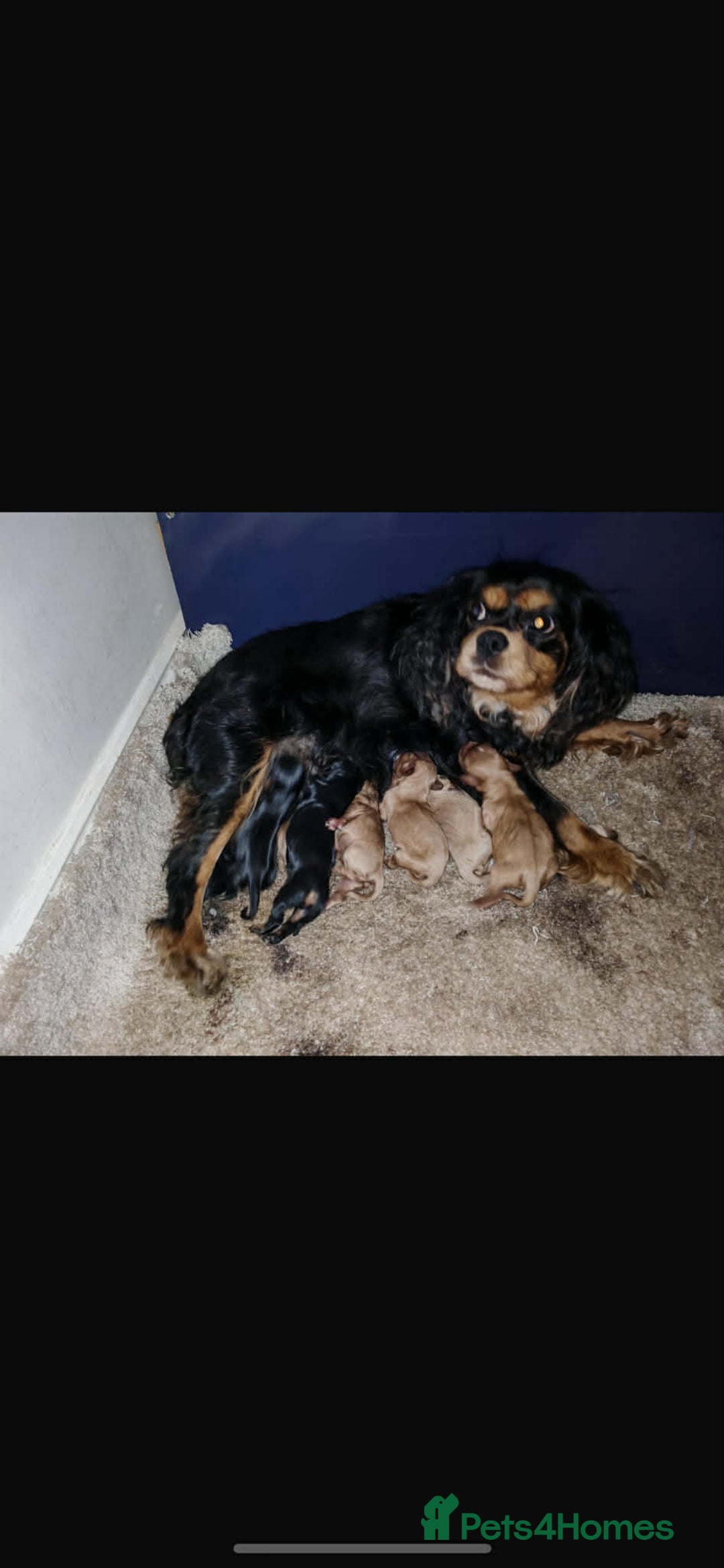 Cavalier King Charles Spaniel dogs for sale: 🐶 Cavalier King Charles Puppies 🐶  - Advert 5
