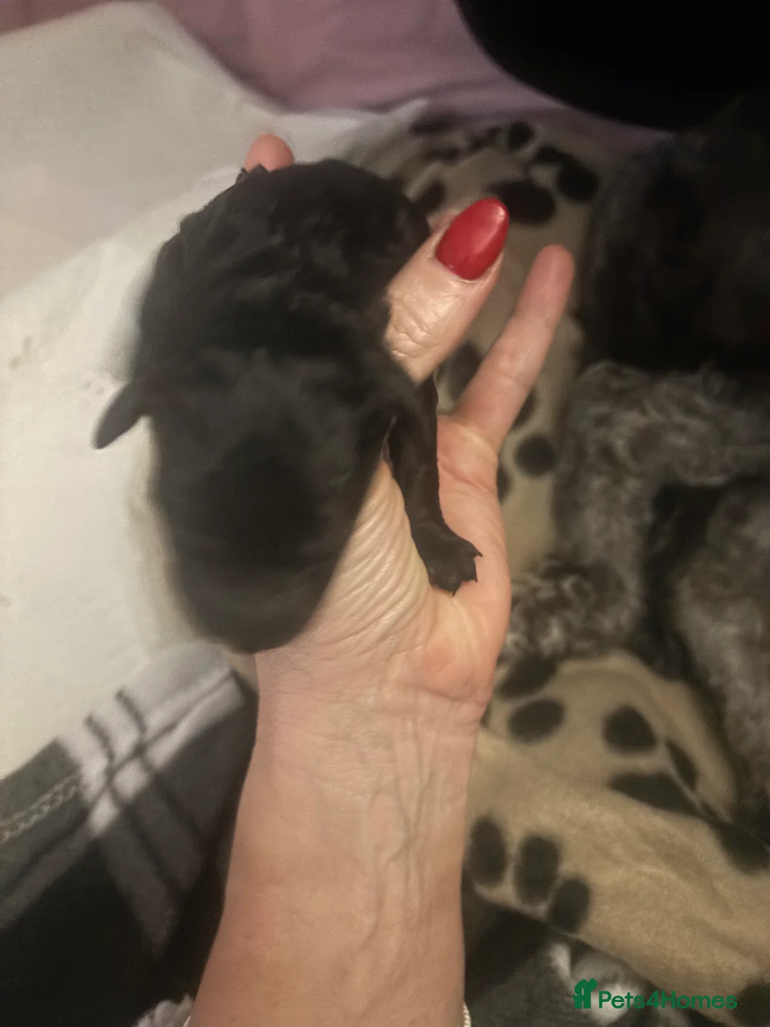 Cockapoo dogs for sale: F2 cars cockapoo’s - Advert 3