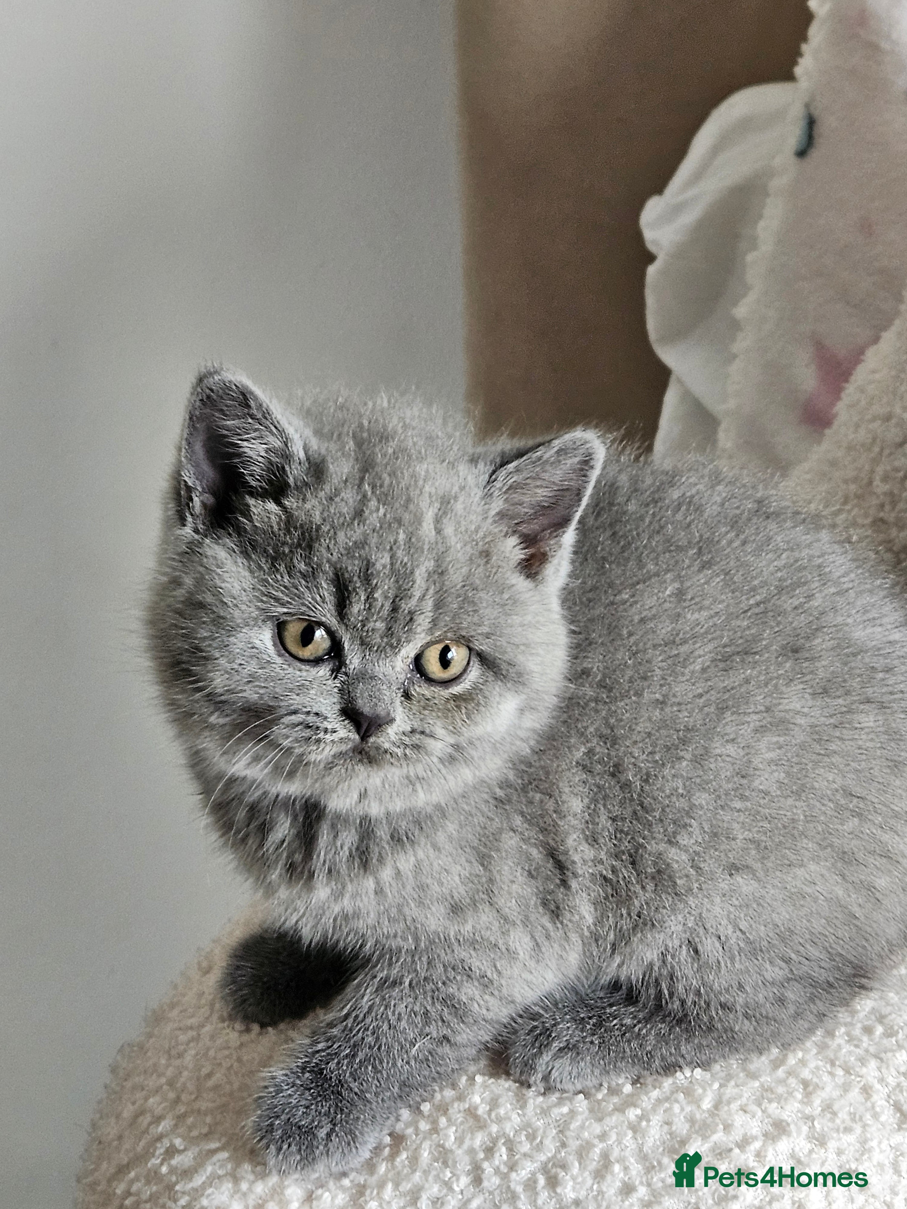 British Shorthair cats Last Girl Champion BSH Shorthair Kittens GCCF  - Advert 13