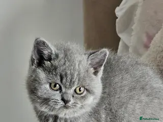 British Shorthair cats Last Girl Champion BSH Shorthair Kittens GCCF - Advert 13