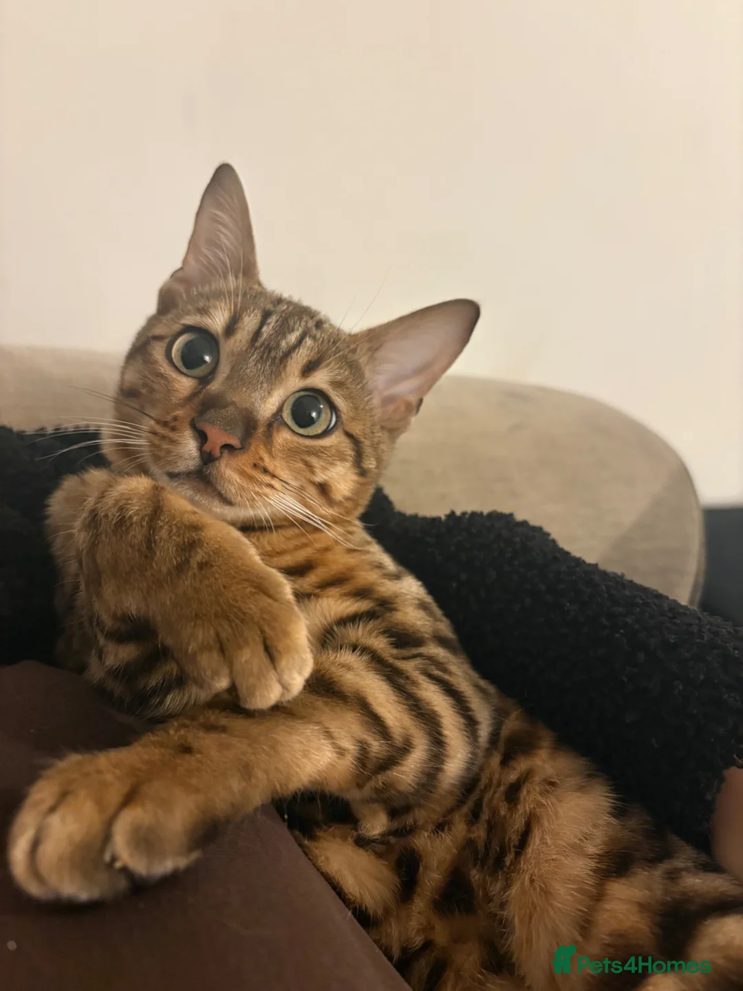 Bengal cats for sale: Beautiful bengal boy - 11 months old  in Birmingham - Advert 6