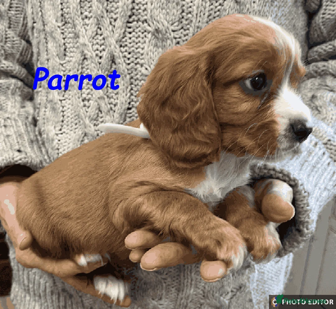 Cockalier dogs for sale: Adorable Cockalier Puppies - Advert 37