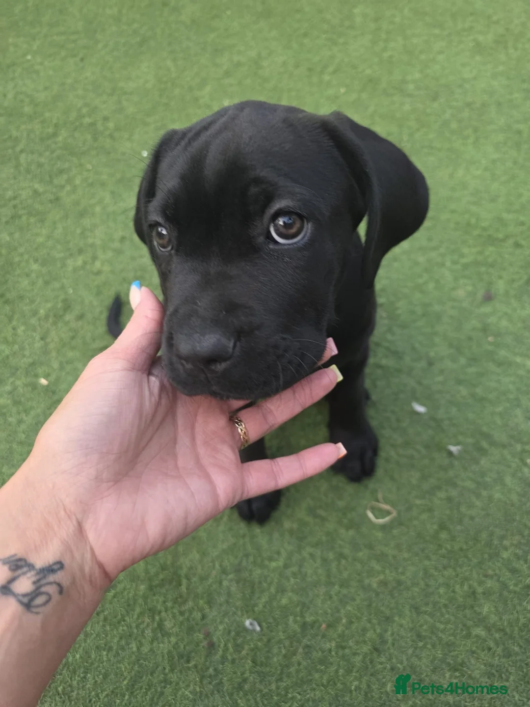 Cane Corso dogs for sale: Beautiful cane corso pups available  - Advert 1