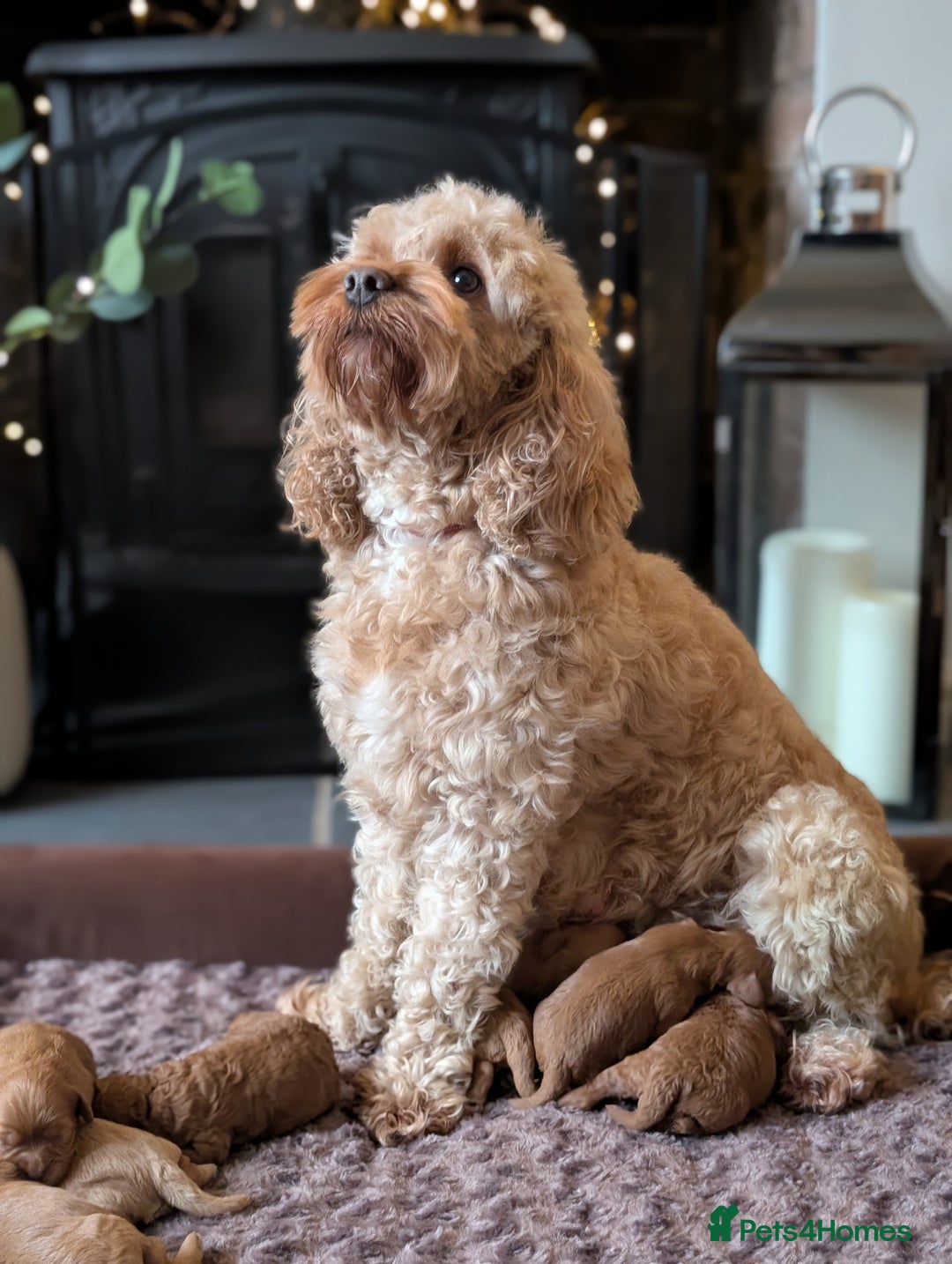 Cavapoo dogs for sale: F1b  adorable cavapoo puppies - Advert 5