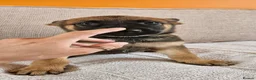 Belgian Shepherd Dog dogs for sale: *Ready now* BRN Female Dutch Herder  - Advert 1