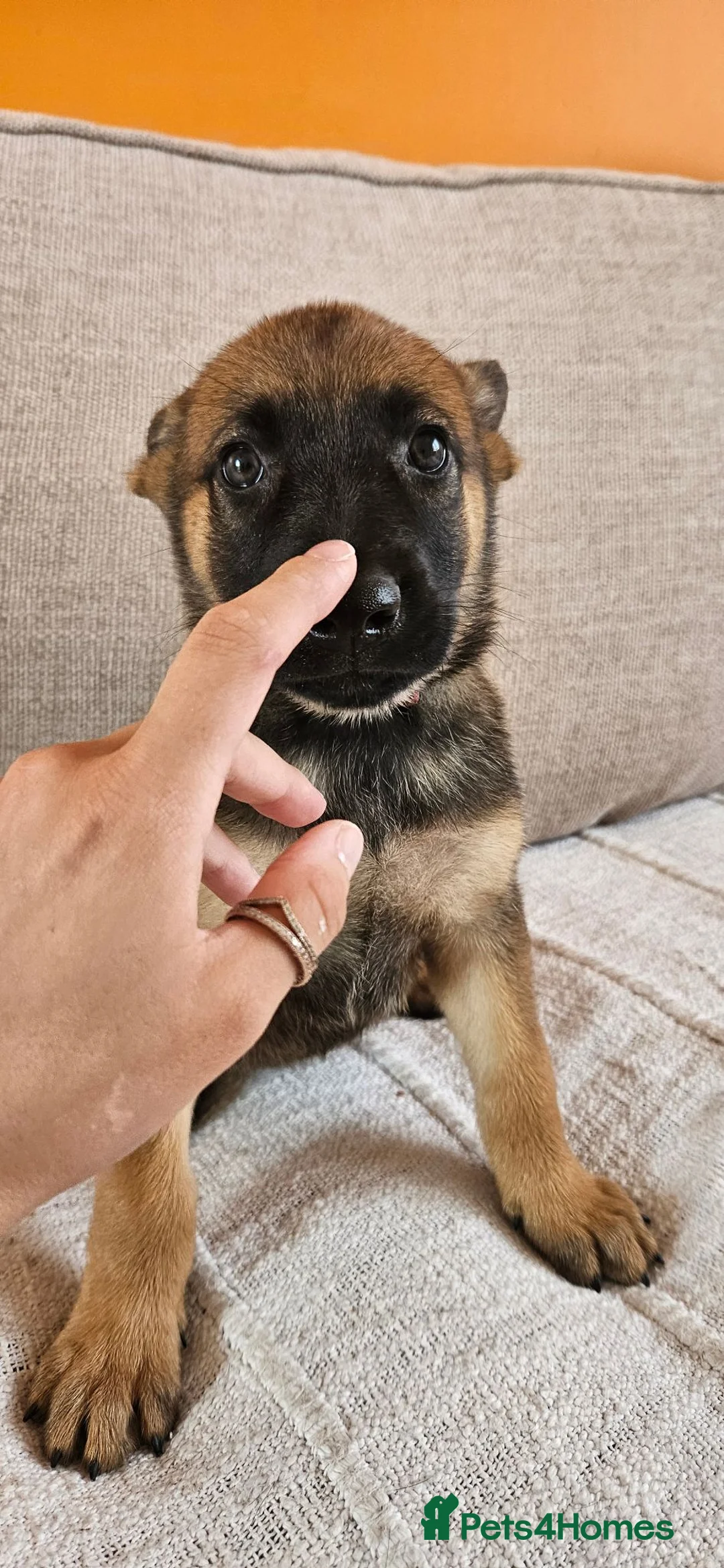 Belgian Shepherd Dog dogs for sale: *Ready now* BRN Female Dutch Herder  - Advert 1