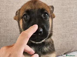 Belgian Shepherd Dog dogs *Ready now* BRN Female Dutch Herder - Advert 5