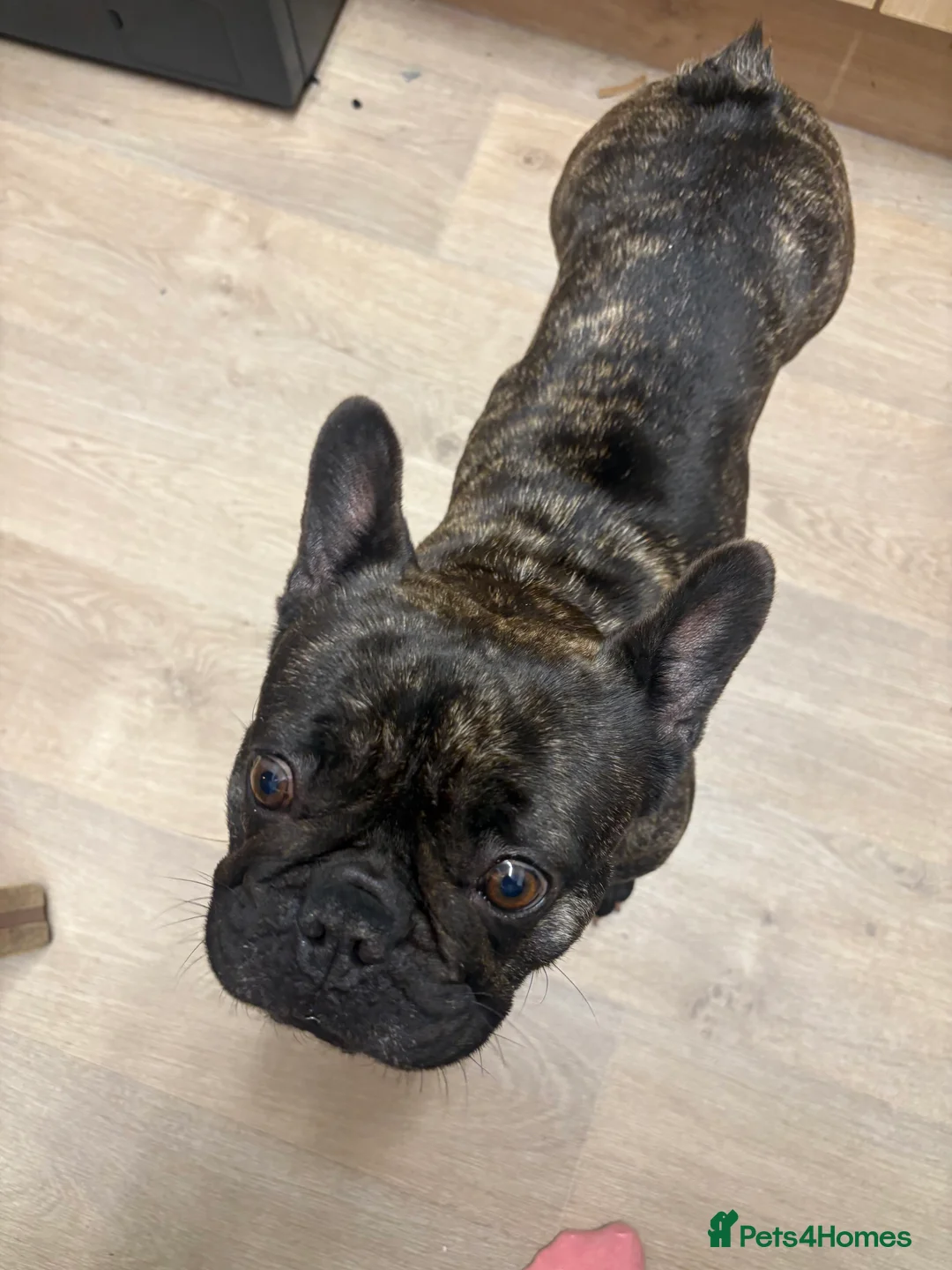 French Bulldog dogs for sale: 3 year old female French bulldog in Southampton - Advert 3