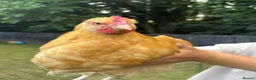 Chickens poultry for sale: 2x Buff Orpington Cockerels looking for a new home - Advert 9