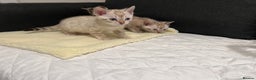 Bengal cats for sale: 🐾 TICA Registered Bengal Kittens  - Advert 27