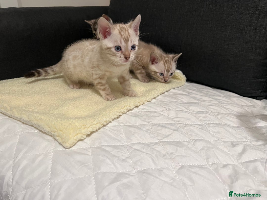 Bengal cats for sale: 🐾 TICA Registered Bengal Kittens  - Advert 27