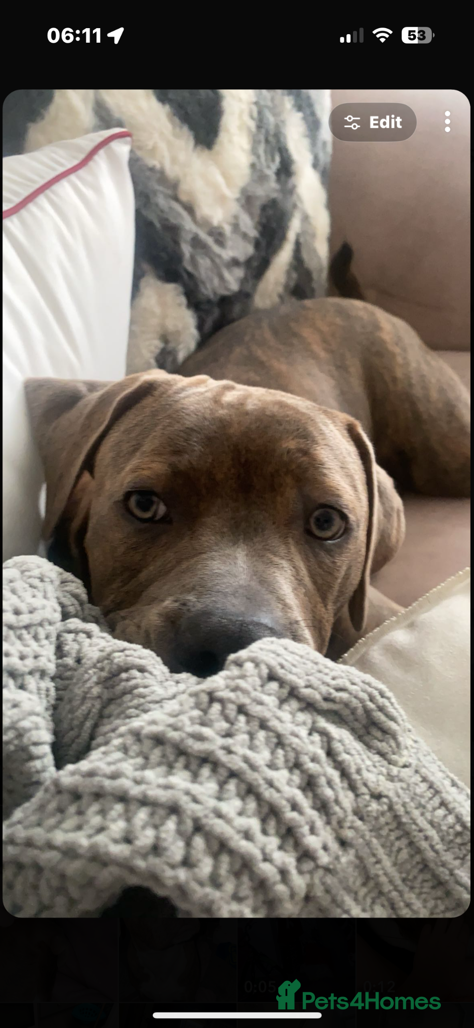 Mixed Breed dogs His name is Enzo - Advert 5