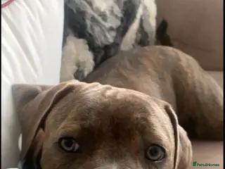 Mixed Breed dogs His name is Enzo - Advert 5