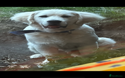 Golden Retriever dogs for sale: Fluffy, teddy bear, Kc Reg Golden Retriever Boy - Image 7