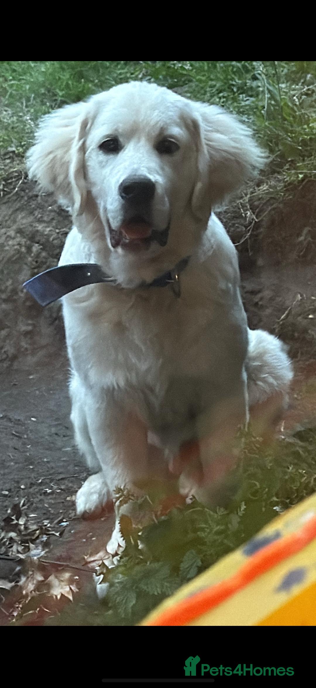 Golden Retriever dogs for sale: Fluffy, teddy bear, Kc Reg Golden Retriever Boy - Image 7