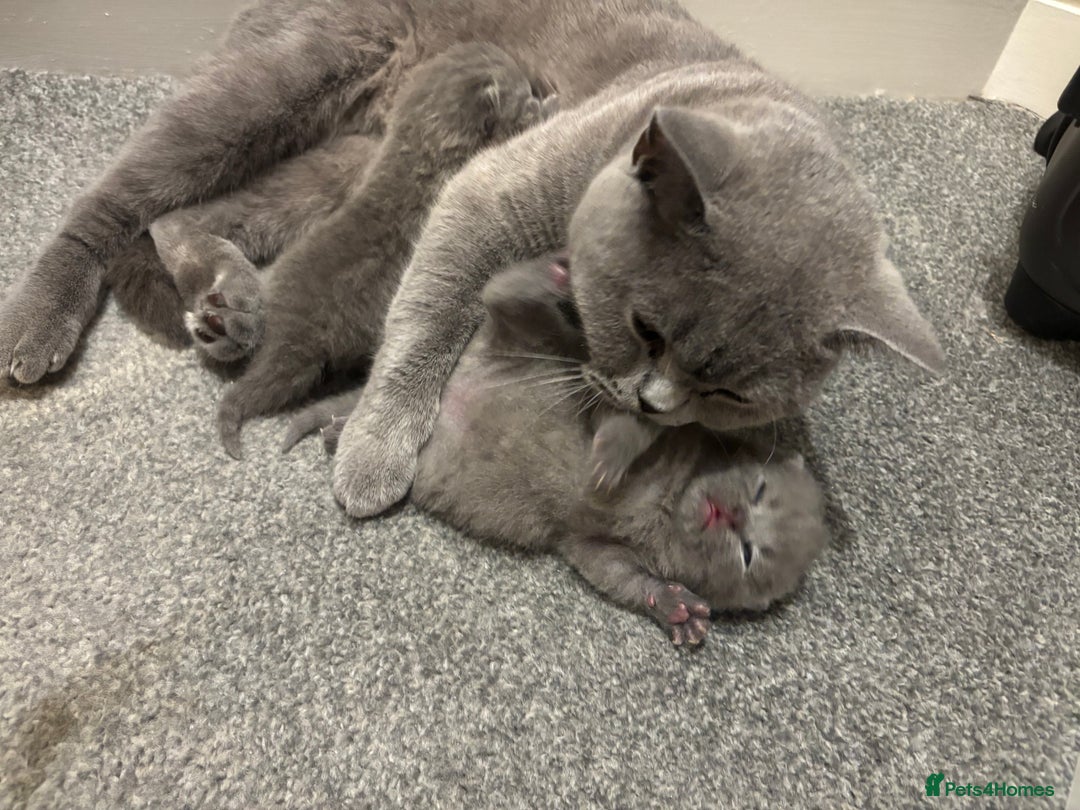 British Shorthair cats for sale: 5 generation pedigree BSH male kittens - Image 4