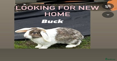 Mini Lop rabbits - Advert 1