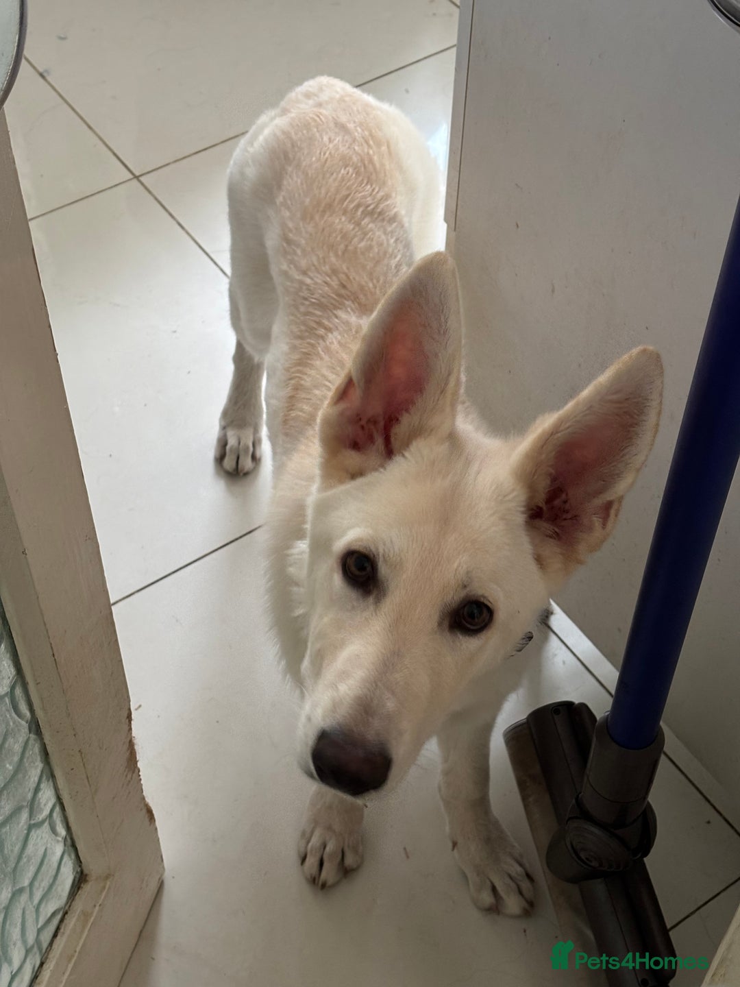 German Shepherd dogs for sale: 6 month old White Male GSD  - Image 6