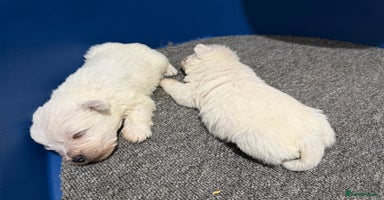 West Highland Terrier dogs KC REGISTERED Boys and Girls  - Advert 10