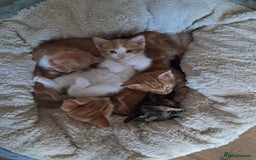 British Shorthair cats for sale: Kittens for loving home!  - Image 1