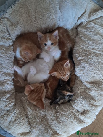 British Shorthair cats - Advert 2