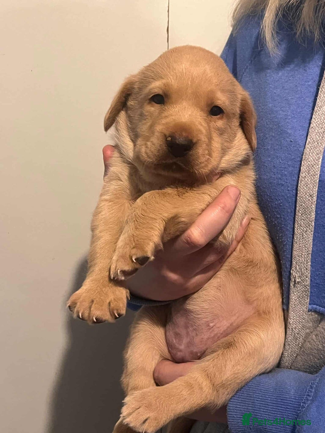 Labrador Retriever dogs for sale: Working Pedigree Yellow Lab pups champion lines - Advert 8