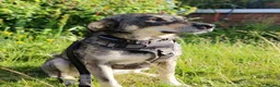 Mixed Breed dogs for adoption: Loveable Gabby in Canterbury - Advert 4