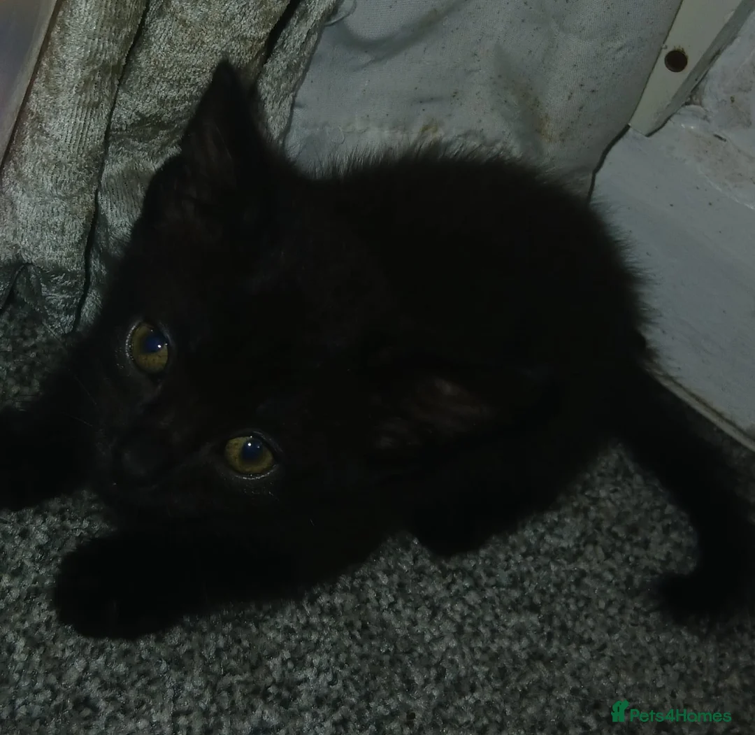 Mixed Breed cats for sale: Forever homes required in Gravesend - Advert 7