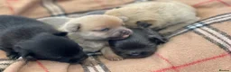 Pomeranian dogs for sale: Pomeranian puppies. - Advert 7