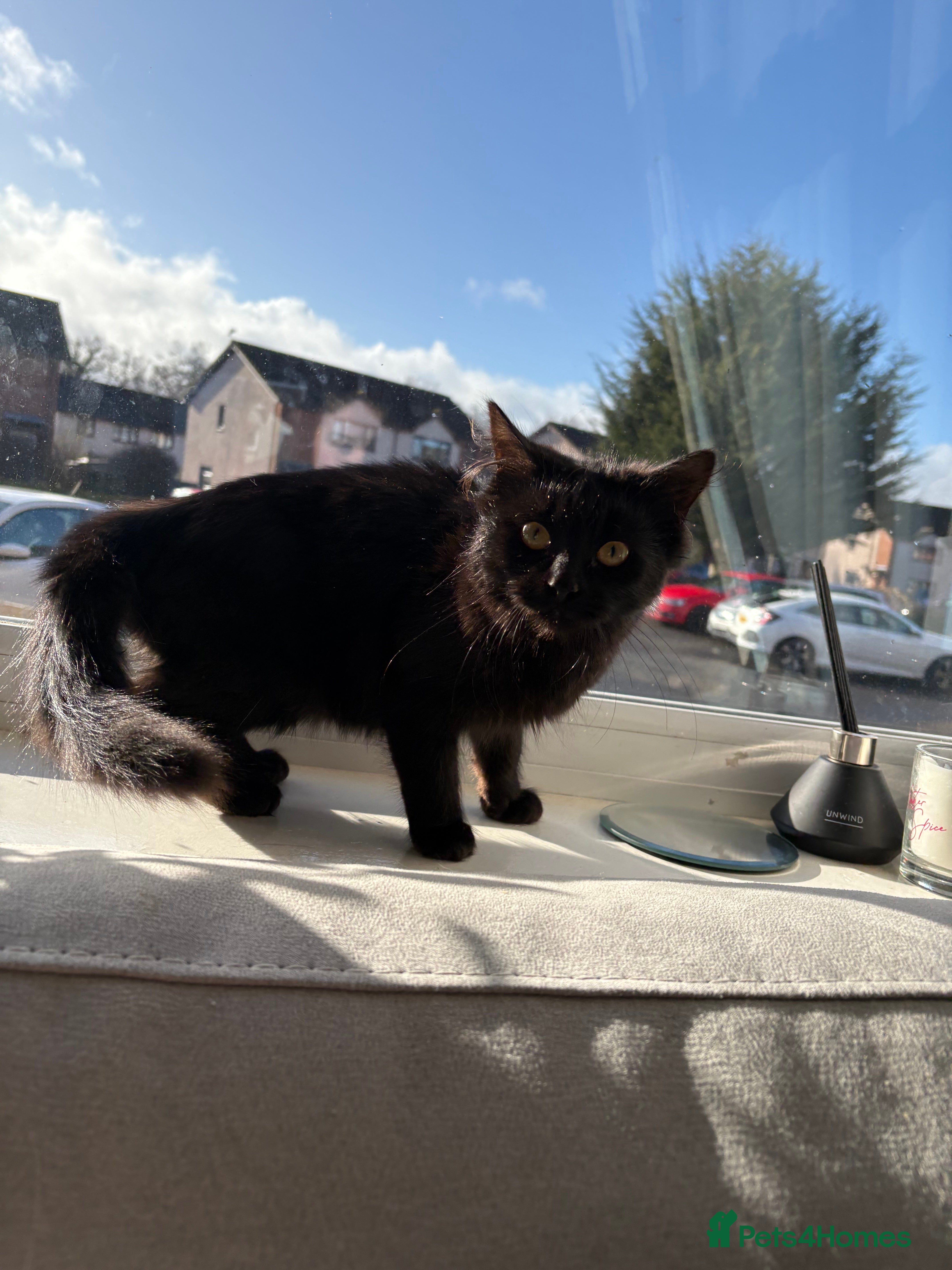 Mixed Breed cats 6month old female black cat  - Advert 1