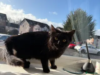 Mixed Breed cats 6month old female black cat - Advert 1