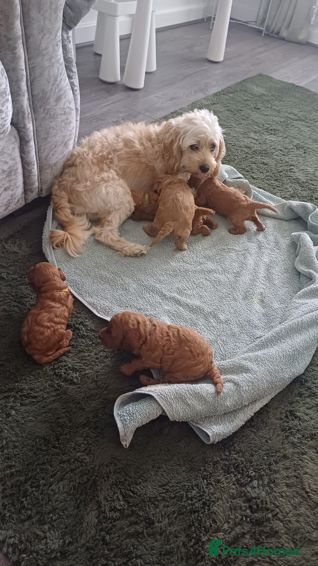 Cockapoo dogs for sale: Beautiful cockapoo puppies  - Image 29