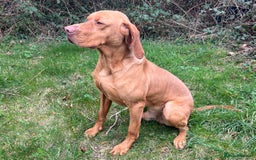 Hungarian Vizsla dogs for sale: KC Reg Hungarian Vizsla Pups Health Tested Parents - Image 8