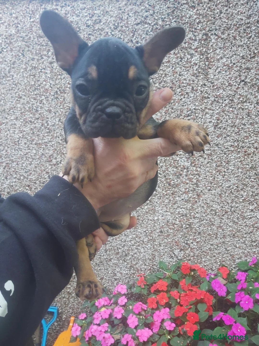 French Bulldog dogs for sale: 5 French bulldog puppies  in Boston - Advert 14
