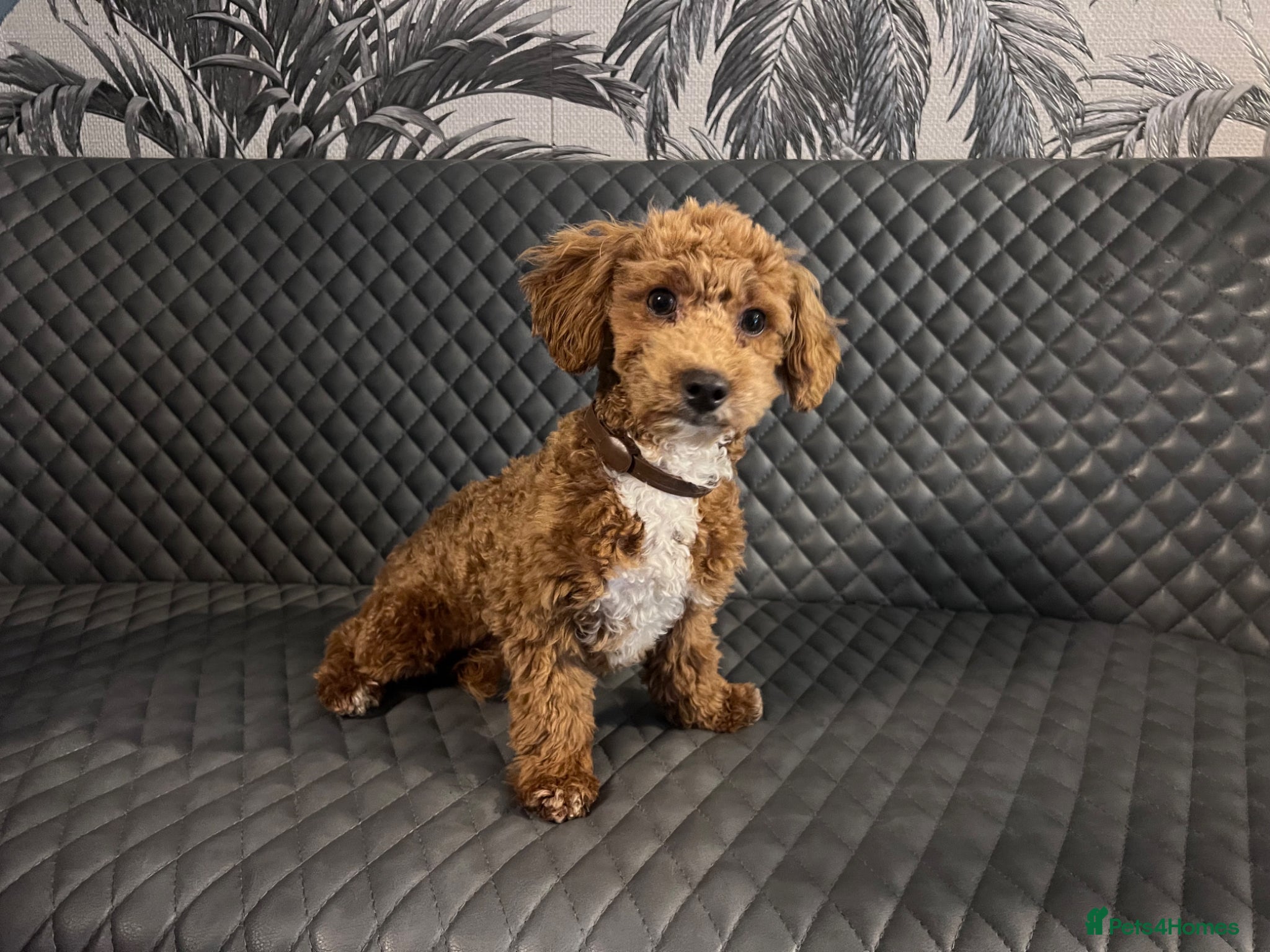 Mixed Breed dogs Poodl Puppies  - Advert 1