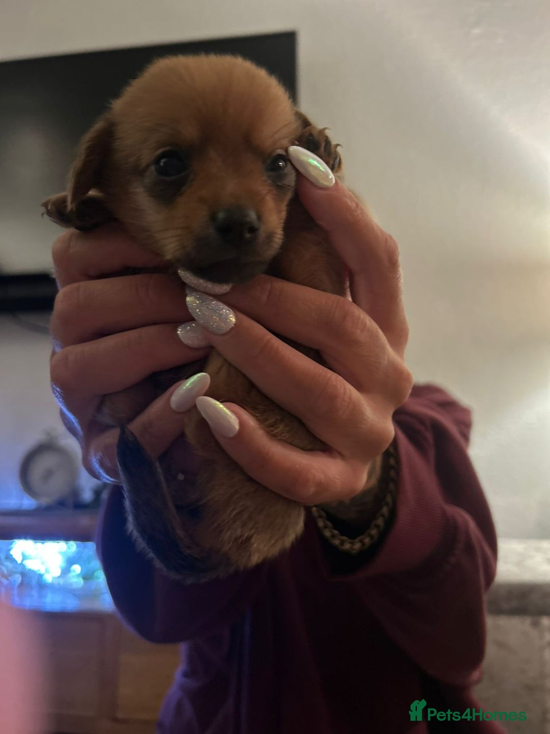 Mixed Breed dogs for sale: 2 Little Dameranian Fluff Ball Boys Left - Advert 5