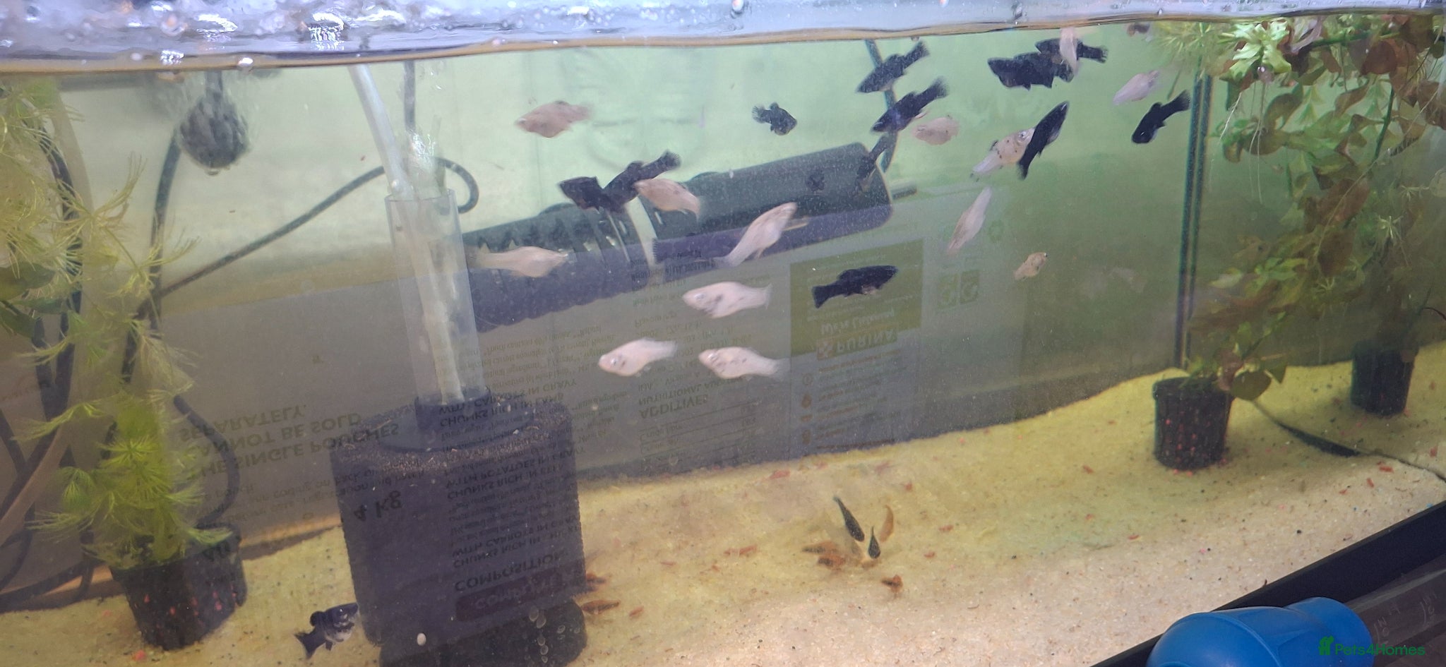 Mollies fish Mollies and platties tropical fish  - Advert 6