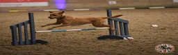 Labrador Retriever dogs for sale: Labrador puppies - Advert 11